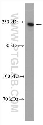 NuMA Antibody in Western Blot (WB)