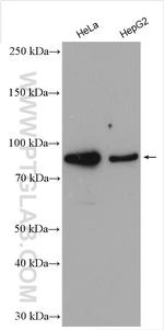 BCL2L13 Antibody in Western Blot (WB)