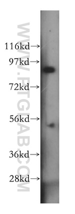 BCL2L13 Antibody in Western Blot (WB)
