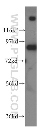 BCL2L13 Antibody in Western Blot (WB)