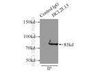 BCL2L13 Antibody in Immunoprecipitation (IP)