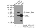 PITPNA Antibody in Immunoprecipitation (IP)