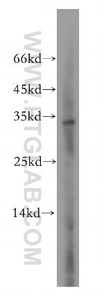 PITPNA Antibody in Western Blot (WB)