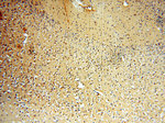 PITPNA Antibody in Immunohistochemistry (Paraffin) (IHC (P))