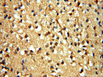 PITPNA Antibody in Immunohistochemistry (Paraffin) (IHC (P))