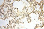 PITPNA Antibody in Immunohistochemistry (Paraffin) (IHC (P))