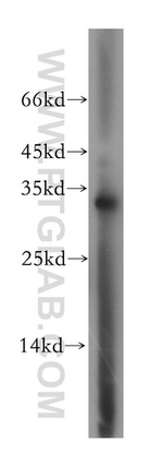 PITPNA Antibody in Western Blot (WB)