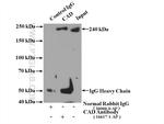 CAD Antibody in Immunoprecipitation (IP)