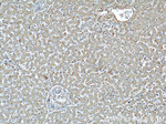 ME1 Antibody in Immunohistochemistry (Paraffin) (IHC (P))