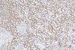 ACADS Antibody in Immunohistochemistry (Paraffin) (IHC (P))