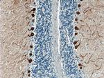 HOMER3 Antibody in Immunohistochemistry (Paraffin) (IHC (P))