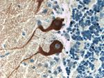 HOMER3 Antibody in Immunohistochemistry (Paraffin) (IHC (P))