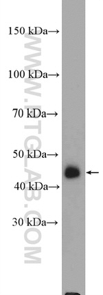 HOMER3 Antibody in Western Blot (WB)