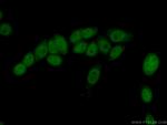 COPS7A Antibody in Immunocytochemistry (ICC/IF)