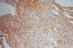 COPS7A Antibody in Immunohistochemistry (Paraffin) (IHC (P))