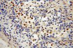 COPS7A Antibody in Immunohistochemistry (Paraffin) (IHC (P))