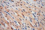 COPS7A Antibody in Immunohistochemistry (Paraffin) (IHC (P))