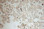 COPS7A Antibody in Immunohistochemistry (Paraffin) (IHC (P))