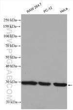 COPS7A Antibody in Western Blot (WB)