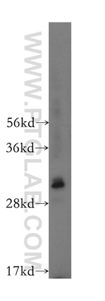 COPS7A Antibody in Western Blot (WB)