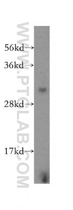 COPS7A Antibody in Western Blot (WB)