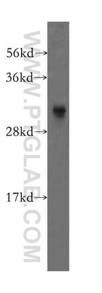 COPS7A Antibody in Western Blot (WB)