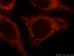 OCIAD1 Antibody in Immunocytochemistry (ICC/IF)