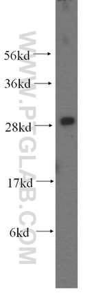 OCIAD1 Antibody in Western Blot (WB)