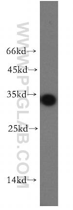 OCIAD1 Antibody in Western Blot (WB)