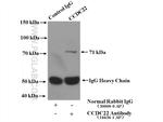 CCDC22 Antibody in Immunoprecipitation (IP)
