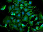 AHNAK Antibody in Immunocytochemistry (ICC/IF)