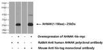 AHNAK Antibody in Western Blot (WB)