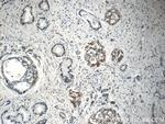 EPLIN Antibody in Immunohistochemistry (Paraffin) (IHC (P))