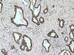 EPLIN Antibody in Immunohistochemistry (Paraffin) (IHC (P))