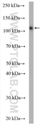 EPLIN Antibody in Western Blot (WB)