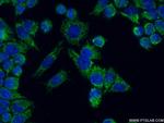 NDUFA5 Antibody in Immunocytochemistry (ICC/IF)