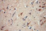 NDUFA5 Antibody in Immunohistochemistry (Paraffin) (IHC (P))