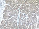 OXSM Antibody in Immunohistochemistry (Paraffin) (IHC (P))