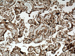 PPAR gamma Antibody in Immunohistochemistry (Paraffin) (IHC (P))