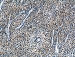 ASL Antibody in Immunohistochemistry (Paraffin) (IHC (P))