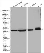 ASL Antibody in Western Blot (WB)