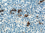 CD163 Antibody in Immunohistochemistry (Paraffin) (IHC (P))