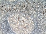 CD163 Antibody in Immunohistochemistry (Paraffin) (IHC (P))