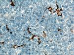 CD163 Antibody in Immunohistochemistry (Paraffin) (IHC (P))