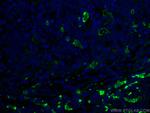 CD163 Antibody in Immunohistochemistry (PFA fixed) (IHC (PFA))