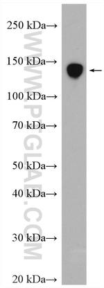 CD163 Antibody in Western Blot (WB)