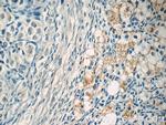 ZER1 Antibody in Immunohistochemistry (Paraffin) (IHC (P))