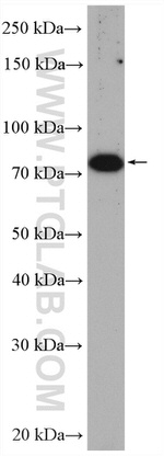 ZER1 Antibody in Western Blot (WB)