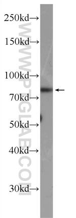 ZER1 Antibody in Western Blot (WB)