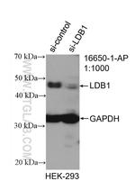 LDB1 Antibody in Western Blot (WB)